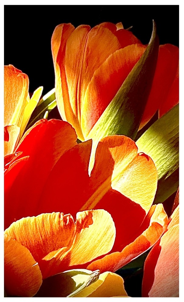 Tulpen, die ersten Frühlingsboten