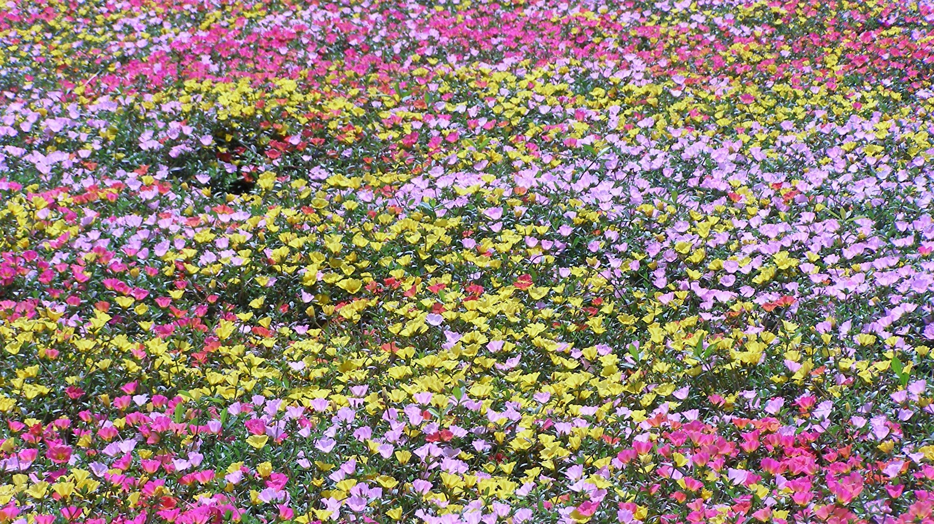Blumenmeer