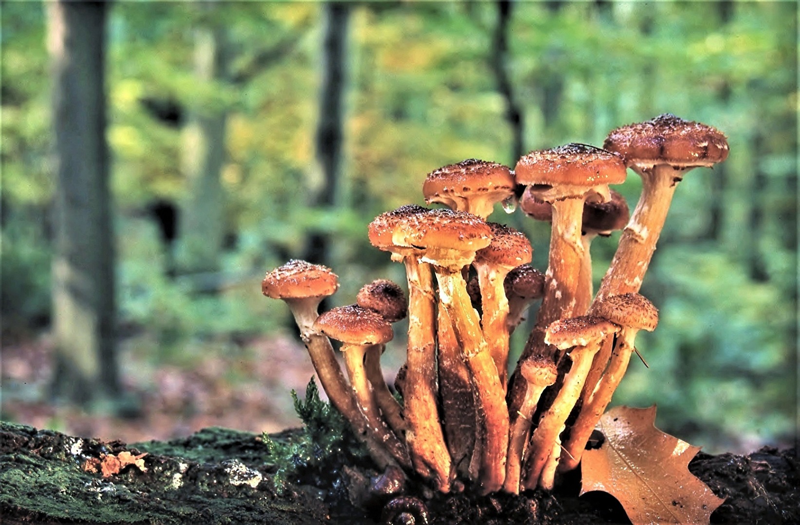 " Pilze im Herbstwald "
