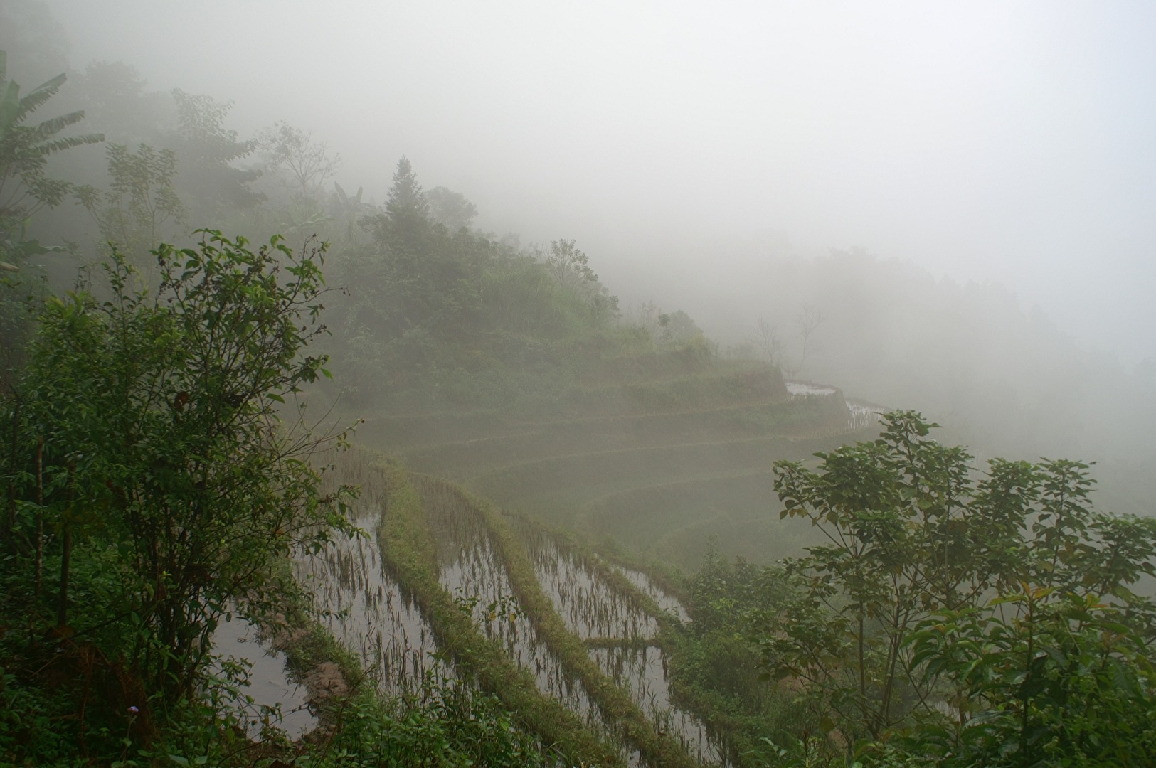 #Nebel #Asien - Reisfelder