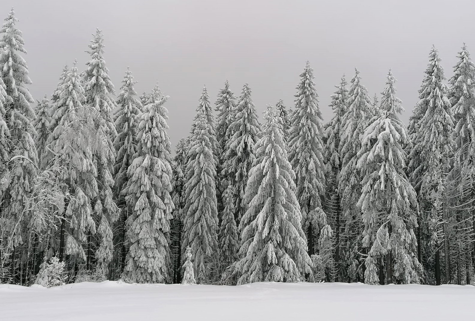 " Schnee im Fichten - Wald "