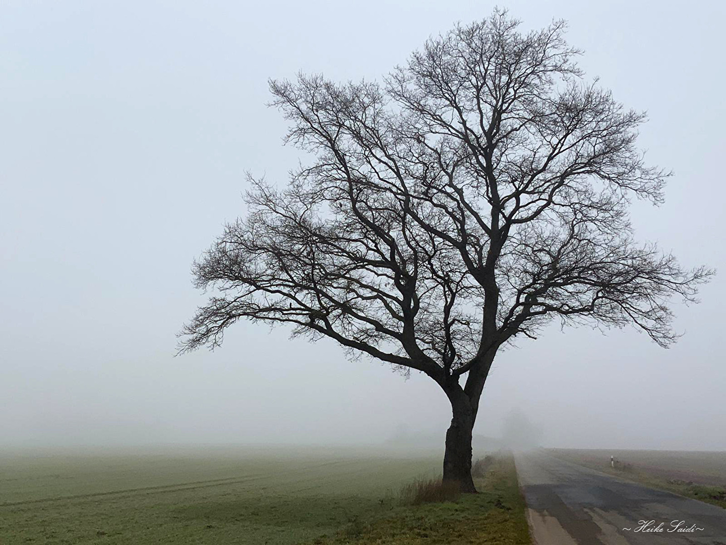 Tree in the fog